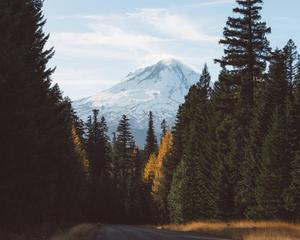 Forest With Icy Mountain forest wallpaper