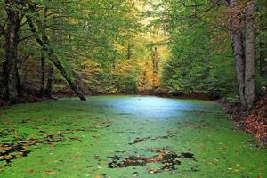 Forest With Lake Moss forest wallpaper