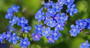 Forget Me Not Flowers Picture flower wallpaper