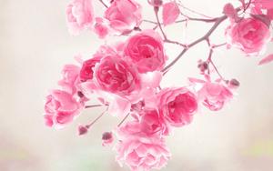 Fresh pink petals gently unfold to reveal a vibrant floral beauty flower wallpaper