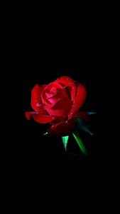 Fresh Red Rose iPhone Dark iphone dark wallpaper