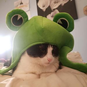 Frog Hat Cute Cat PFP cute cat pfp wallpaper