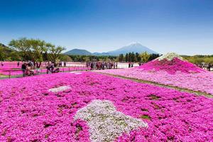 Fuji Shibazakura Festival Flower Field Picture flower wallpaper
