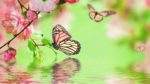 Full Bokeh Butterfly Desktop Screen Hd full screen hd desktop wallpaper