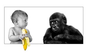Funny Baby And Gorilla Background Wallpaper