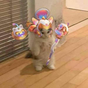Funny Cute Cat Meme PFP meme pfp wallpaper