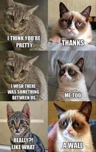 Funny Meme Grumpy Cat Wall funny meme wallpaper