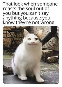 Funny Meme pictures funny meme wallpaper