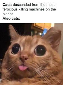 Funny Meme pictures funny meme wallpaper