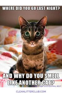 Funny Meme pictures funny meme wallpaper