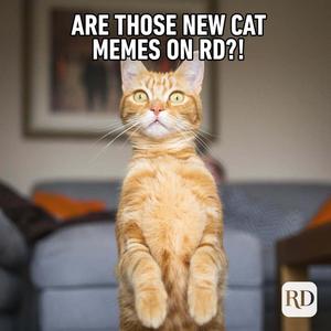 Funny Meme pictures funny meme wallpaper