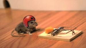 Funny Mouse With Red Helmet Background funny wallpaper
