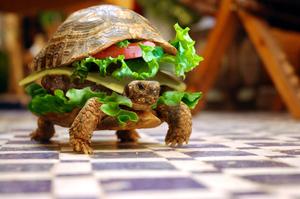 Funny Turtle With Burger Shell Background funny wallpaper