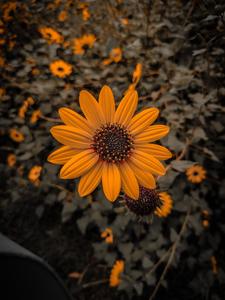 Garden Sunflower Flower Mobile flower mobile wallpaper