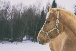 Gentle Brown Horse Enjoying the Winterland horse wallpaper