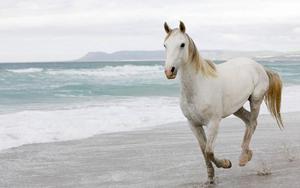 Gentle Power - White Horse on the Beach horse wallpaper