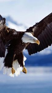 Get a bird's eye view of your life with the Eagle Iphone eagle iphone wallpaper