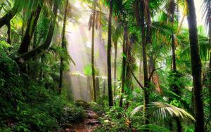 Get lost in the majestic beauty of the forest. forest wallpaper