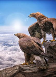 Get on the right track with the Eagle Iphone eagle iphone wallpaper