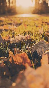 Get ready for Fall with this stunning iPhone background fall iphone wallpaper