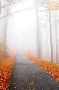 Get Ready for Fall With this Stylish iPhone Wallpaper fall iphone wallpaper