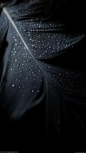 Get Ready for the Latest iPhone 13  Wallpaper