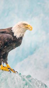 Get Ready To Be Envied With The Silver Eagle Iphone eagle iphone wallpaper