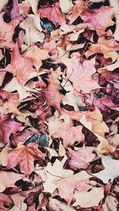 Get ready to greet the autumn season in style with our Fall iPhone background fall iphone wallpaper