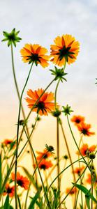 Get the perfect summer iPhone background to capture the season! summer iphone wallpaper