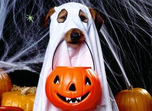 Ghostly Goodness! halloween wallpaper