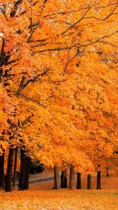 Gingko Tree Fall IPhone fall iphone wallpaper