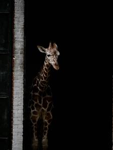 Giraffe Standing In Dark Anime dark anime wallpaper