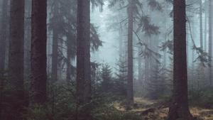 Gloomy Forest View forest wallpaper