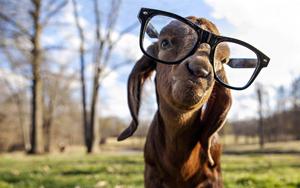 Goats Make Everything More Fun! funny wallpaper