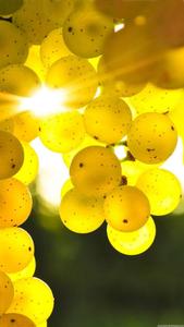Golden Grapes Beautiful Phone beautiful phone wallpaper