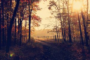 Golden Hour Pathway During Fall fall wallpaper