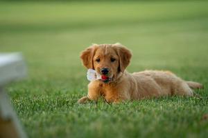 Golden Retriever Puppy Playing Picture puppy wallpaper