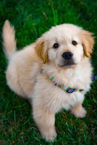 Golden Retriever Puppy Portrait Picture puppy wallpaper