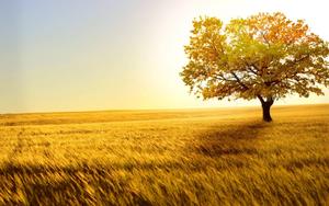 Golden Scenic Nature nature wallpaper