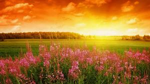 Good Morning Fireweed Field good morning wallpaper