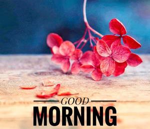 Good Morning Flower Message Picture good morning wallpaper