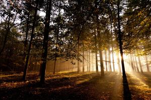 Good Morning Forest Nature good morning wallpaper