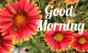 Good Morning Garden View Picture good morning wallpaper