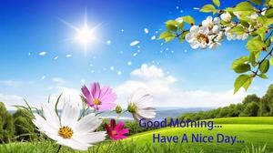 good morning have a nice day good morning wallpaper