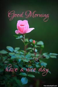 Good Morning Pink Rose good morning wallpaper