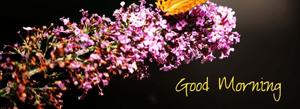 Good Morning Purple Flower Picture good morning wallpaper