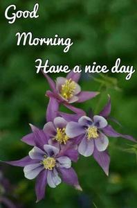 Good Morning Purple Portrait Picture good morning wallpaper