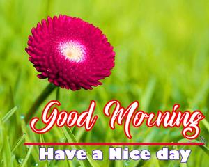 Good Morning Red Flower Garden Picture good morning wallpaper
