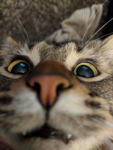 Goofy Face Cute Cat PFP cute cat pfp wallpaper