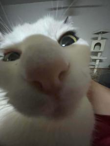 Goofy Zoomed Cute Cat PFP cute cat pfp wallpaper